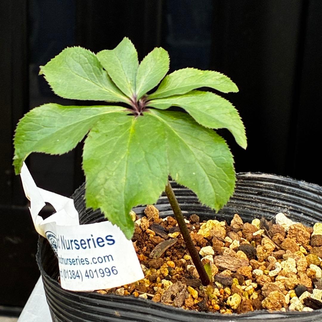 や*ぺ様 3535☘️超レア☘️タグ付き☘️⭐️TINKERBELL HYB⭐️