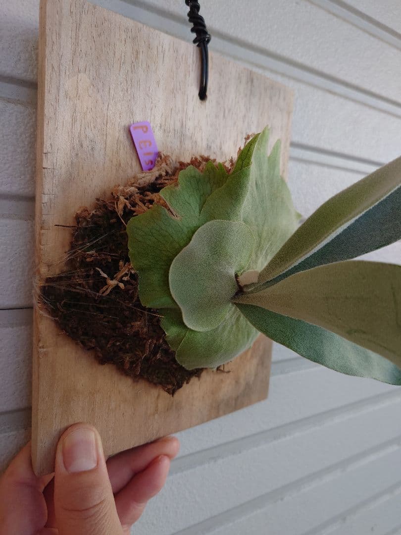 エルサP. 'Elsa' Pewchan  Queen F307 子株