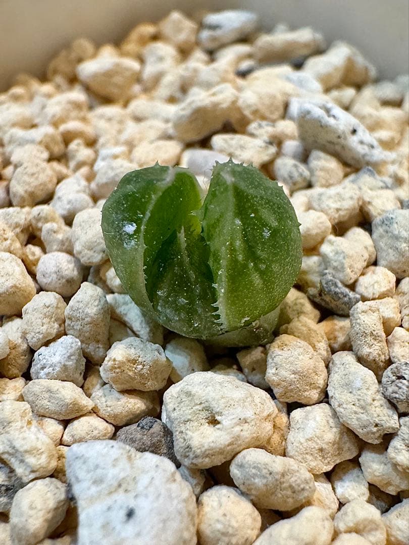 ハオルチア　ナイルの一滴　カキ仔　未発根②＆①＆白蛇伝葉挿し苗セット　メルカリ便