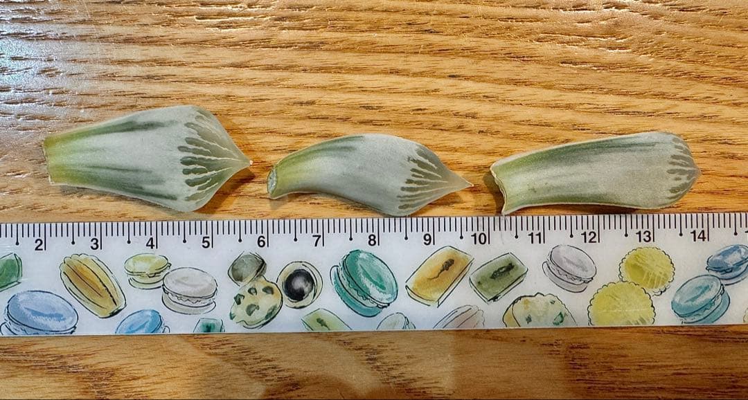 ハオルチア　ナイルの一滴　カキ仔　未発根②＆①＆白蛇伝葉挿し苗セット　メルカリ便