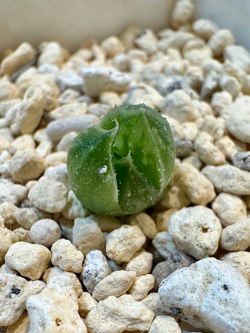 ハオルチア　ナイルの一滴　カキ仔　未発根②＆①＆白蛇伝葉挿し苗セット　メルカリ便