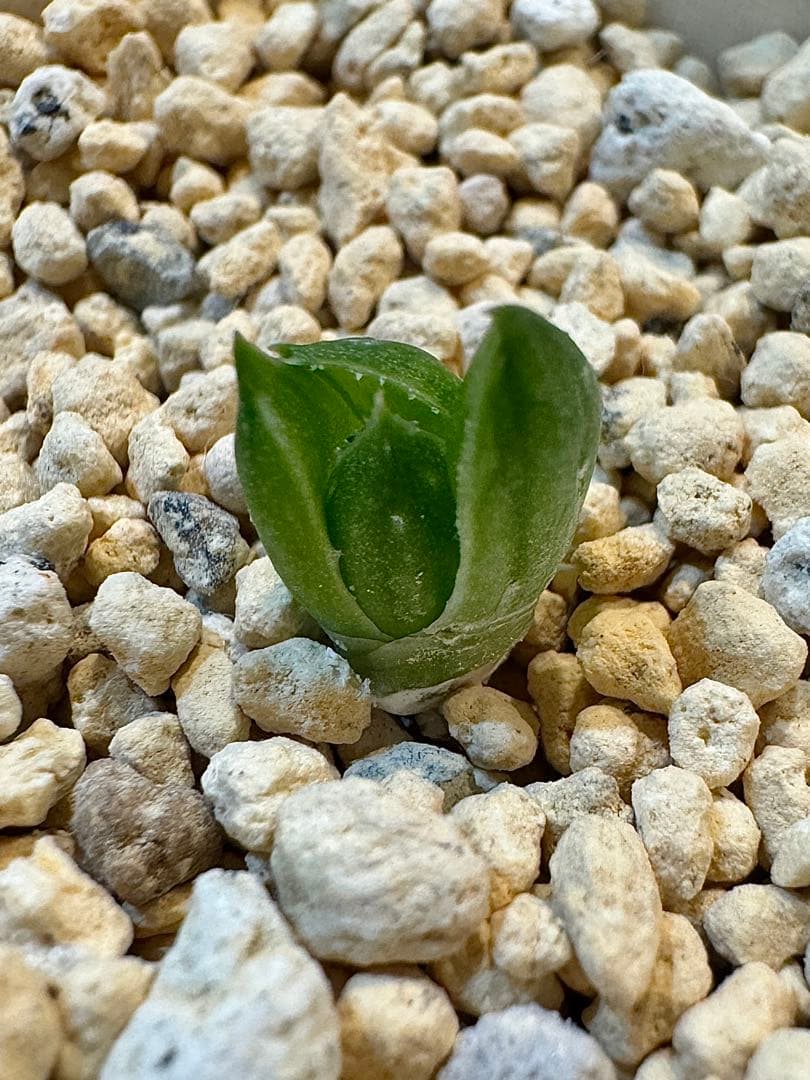 ハオルチア　ナイルの一滴　カキ仔　未発根②＆①＆白蛇伝葉挿し苗セット　メルカリ便