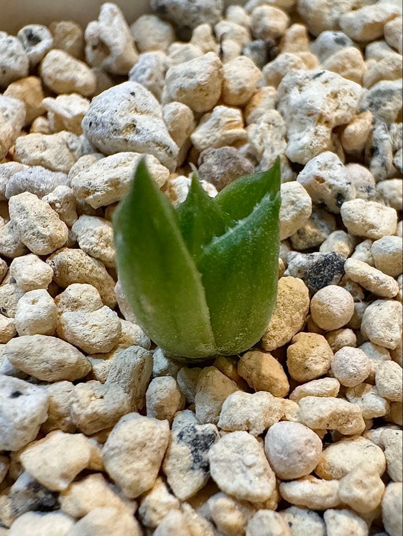 ハオルチア　ナイルの一滴　カキ仔　未発根②＆①＆白蛇伝葉挿し苗セット　メルカリ便