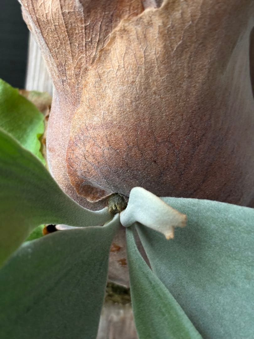 アボカド　P. willinckii 'Cotton Cloud'