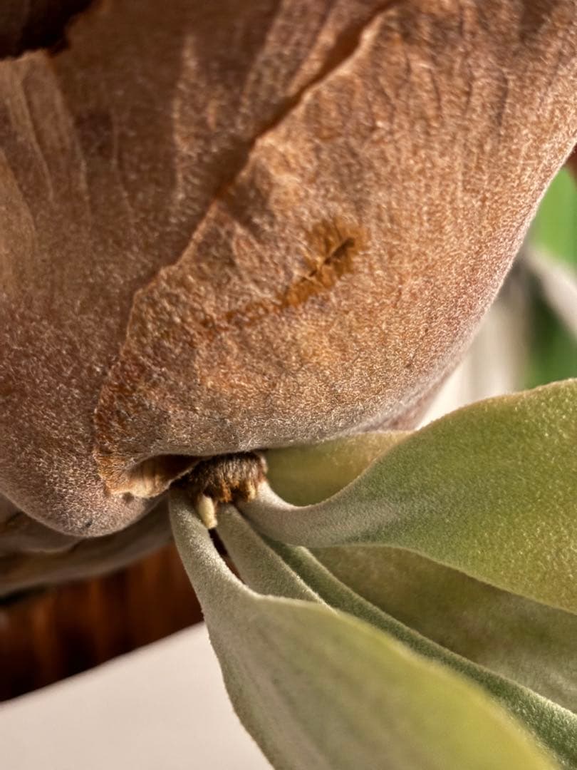 アボカド　P. willinckii 'Cotton Cloud'