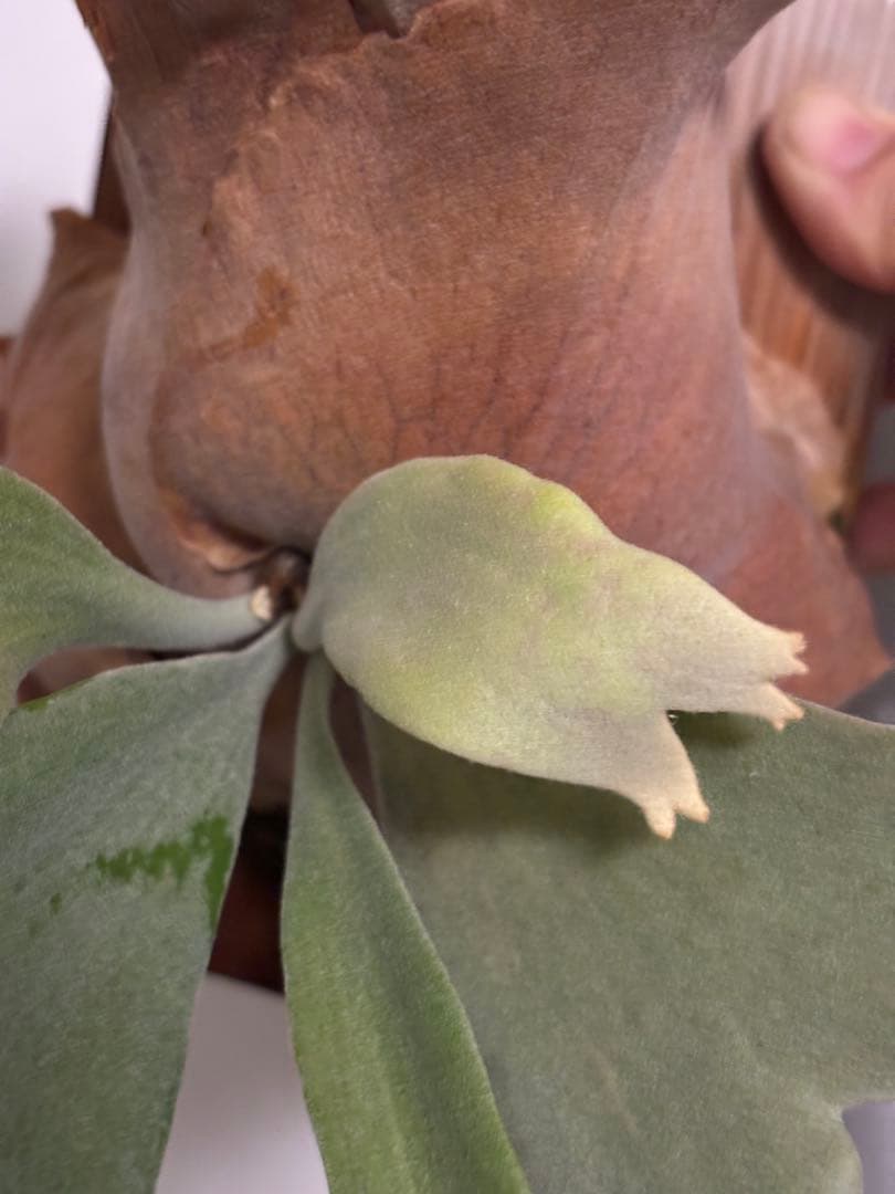 アボカド　P. willinckii 'Cotton Cloud'