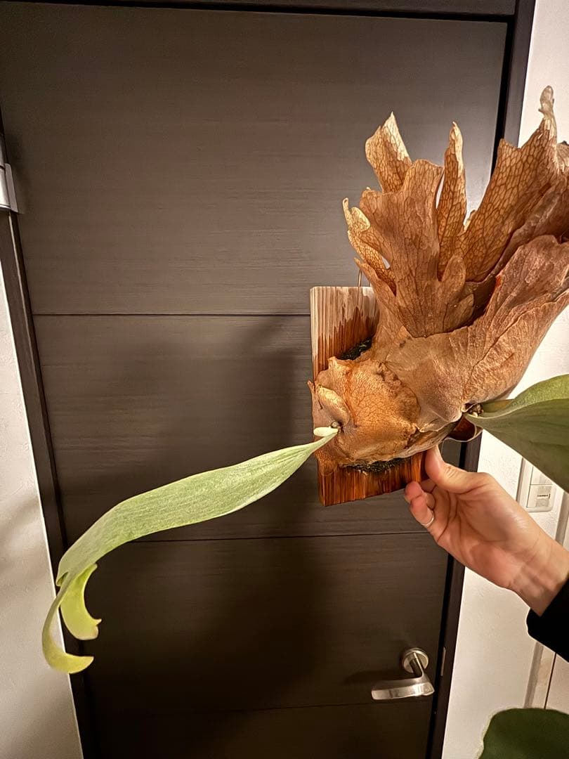 アボカド　P. willinckii 'Cotton Cloud'