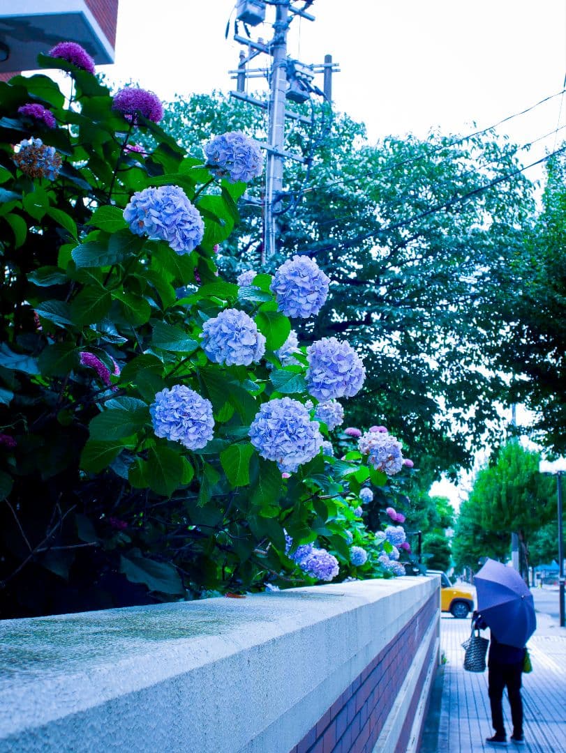 価格改定♪NIKKOR- UD AUTO 20mm 1:3.5（Ai改）