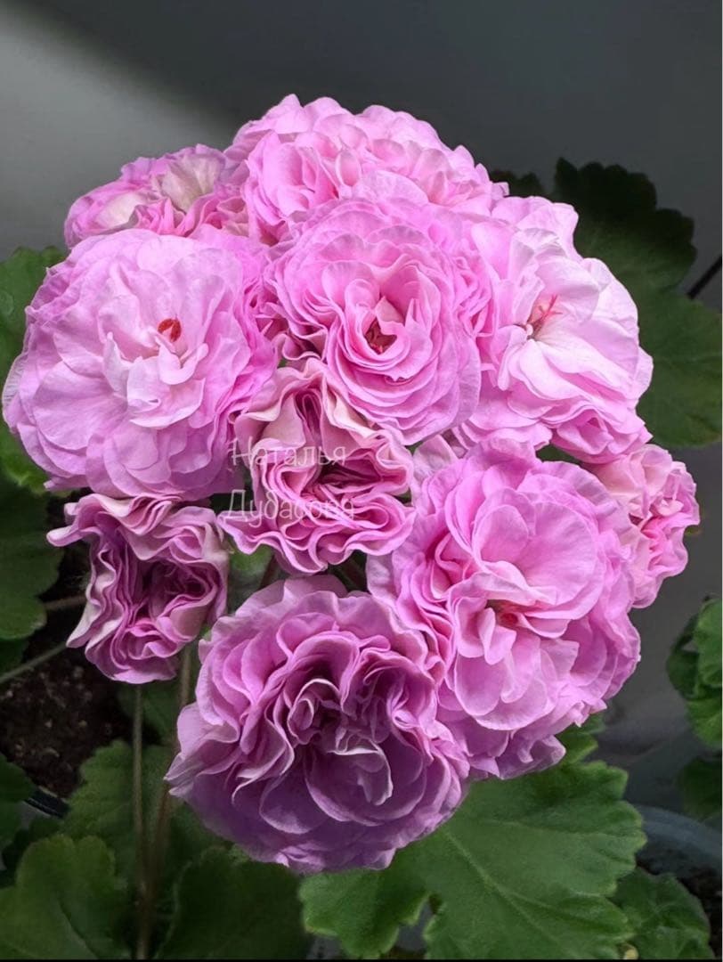 超レア新品珍しいゼラニウム苗