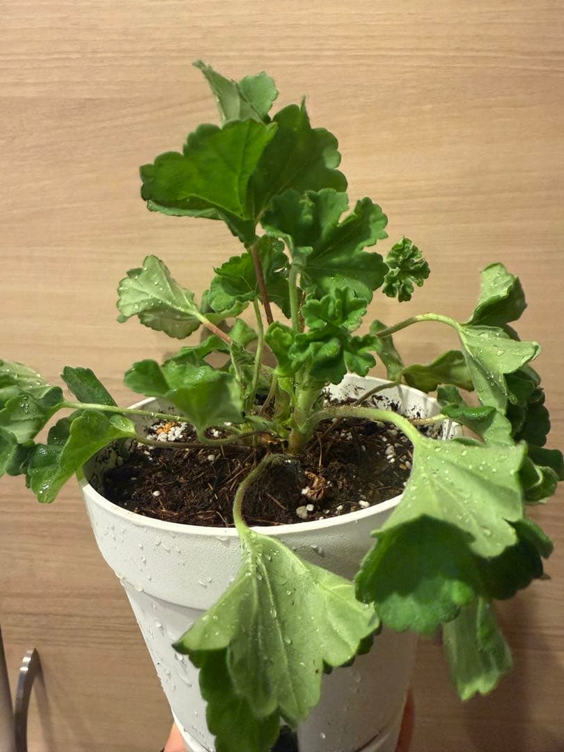 超レア新品珍しいゼラニウム苗