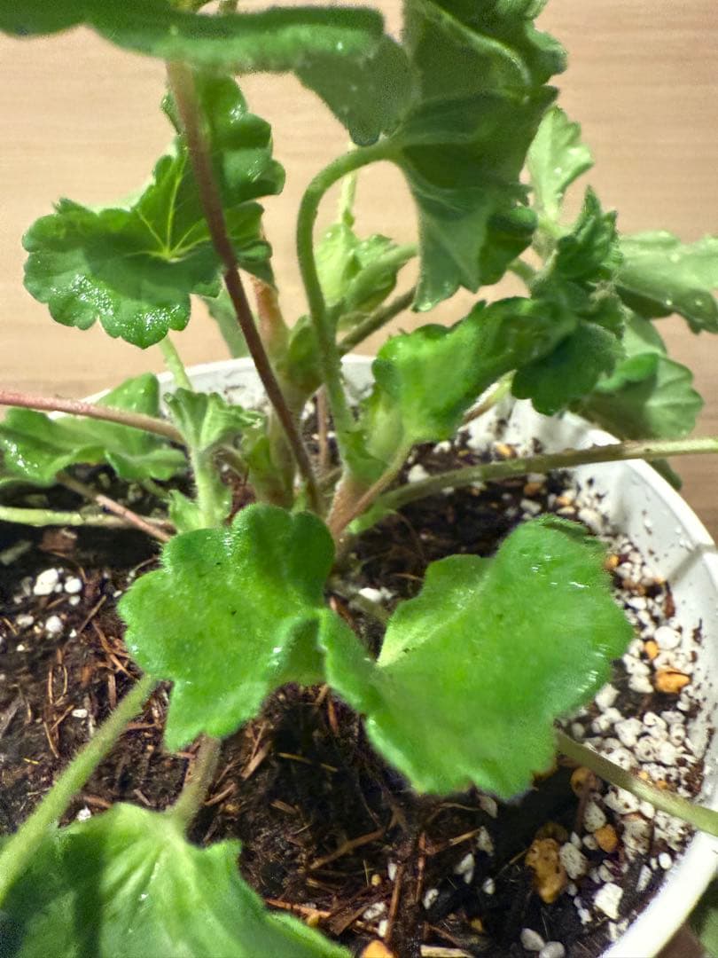 超レア新品珍しいゼラニウム苗