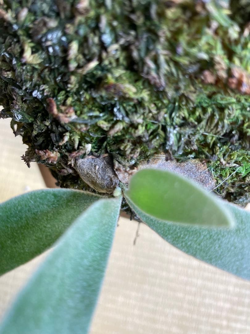 ビカクシダ　veitchii wild ベイチーワイルド　子株