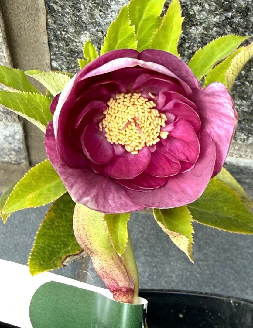 クリスマスローズ　広瀬園芸リバーシブルセミダブルオーレア