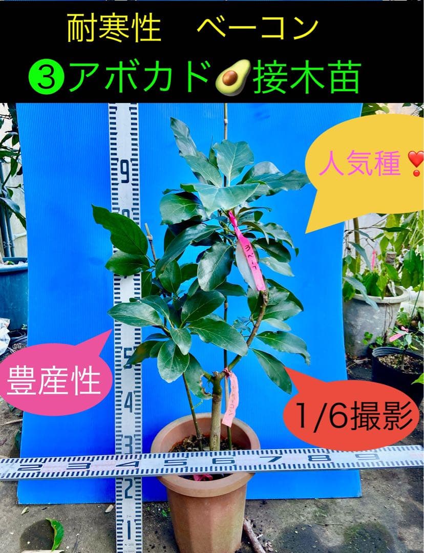 くろ❸アボカド（ベーコン）接木苗