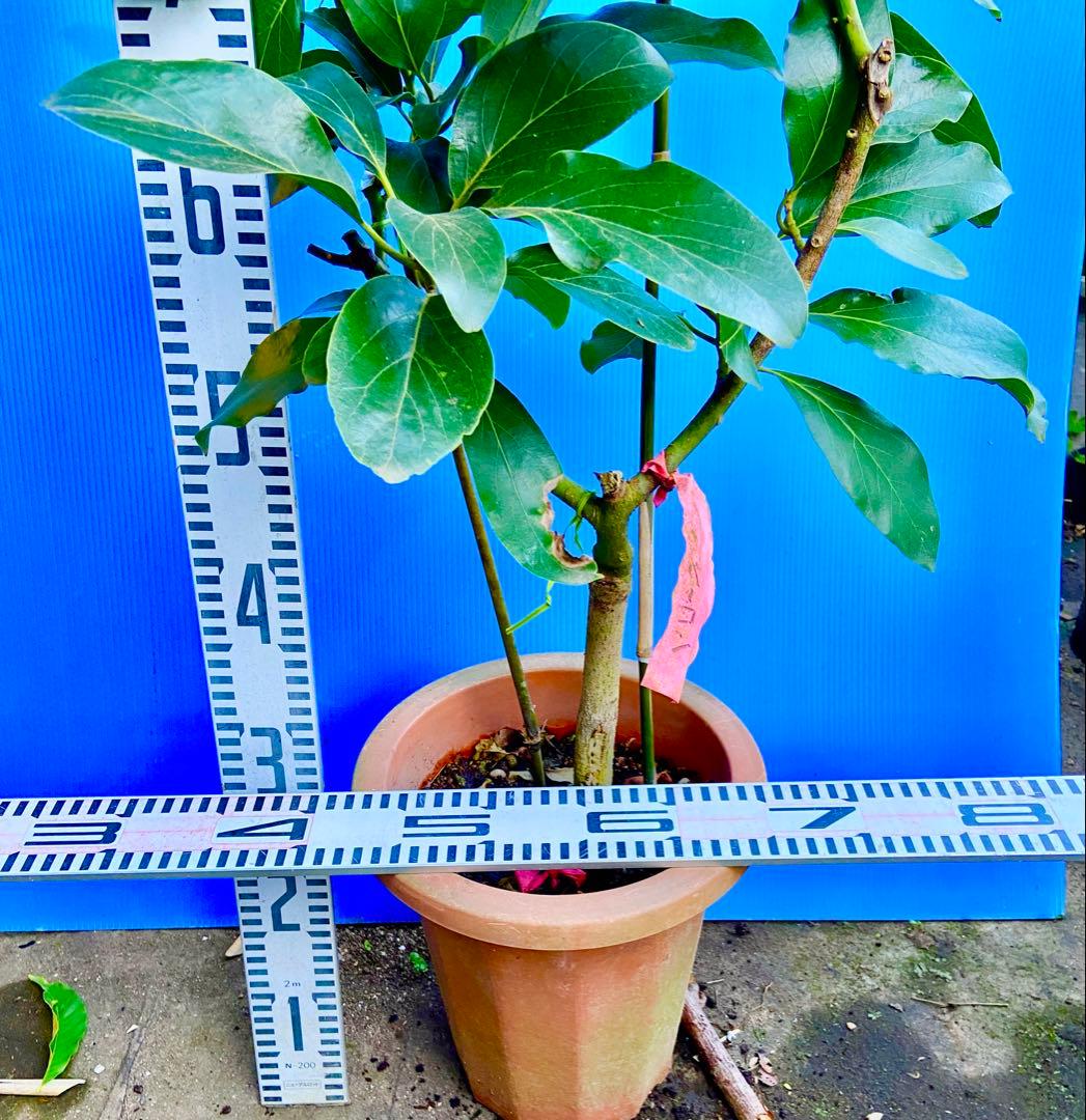 くろ❸アボカド（ベーコン）接木苗