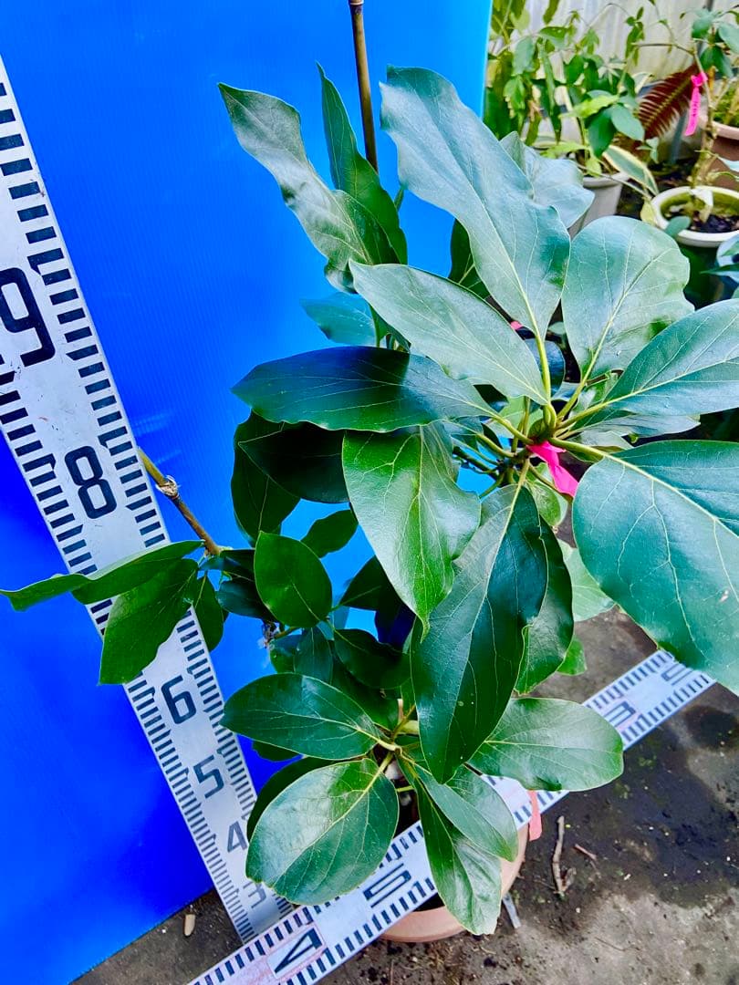 くろ❸アボカド（ベーコン）接木苗