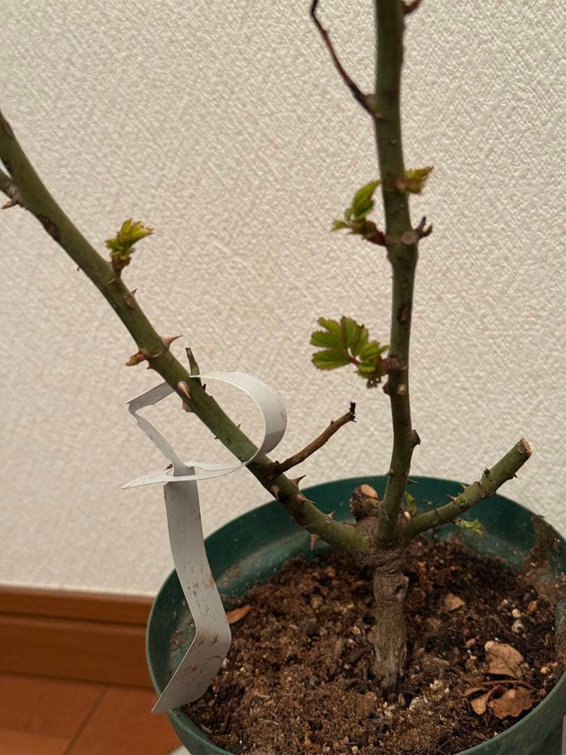 切り花品　レア薔薇