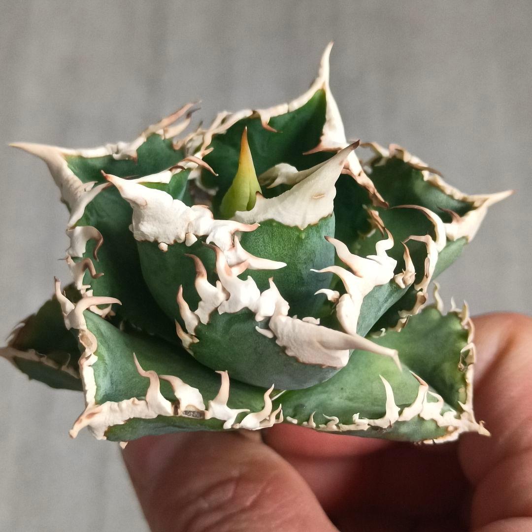 A026 特選 アガベチタノタ 大白鯊 強狂棘 極上白鋸歯 極上優良株