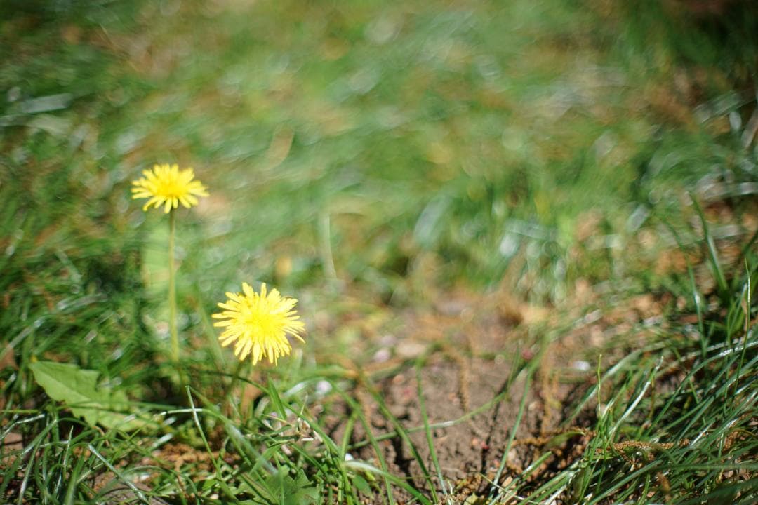 マロン様　Nikon ai nikkor 50mm f/1.2