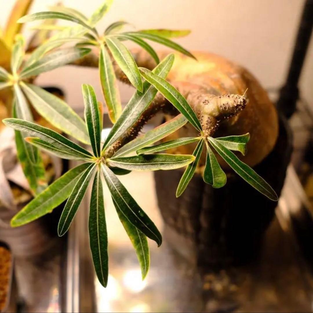 現地球　グラキリス　発根済み　送料込み