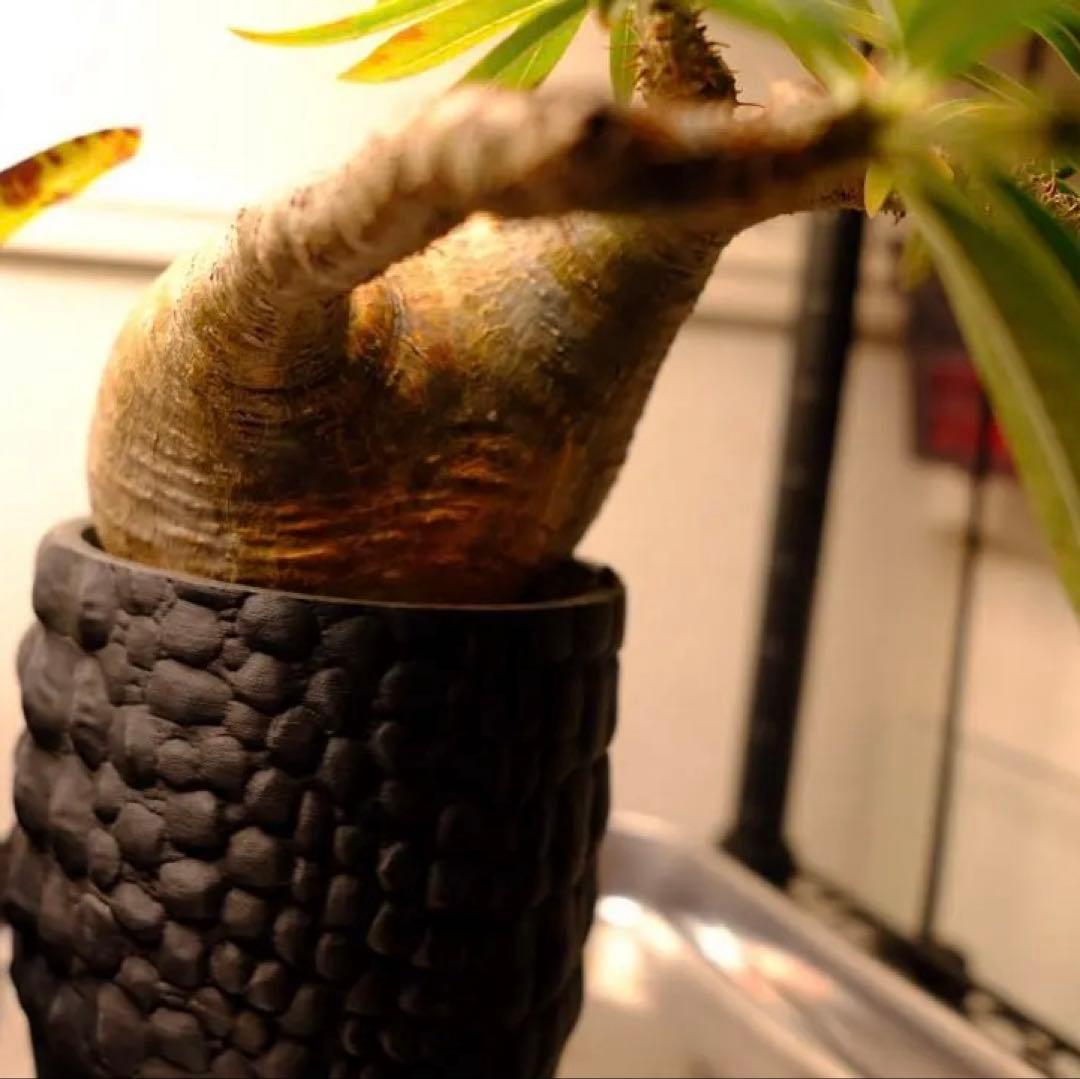 現地球　グラキリス　発根済み　送料込み