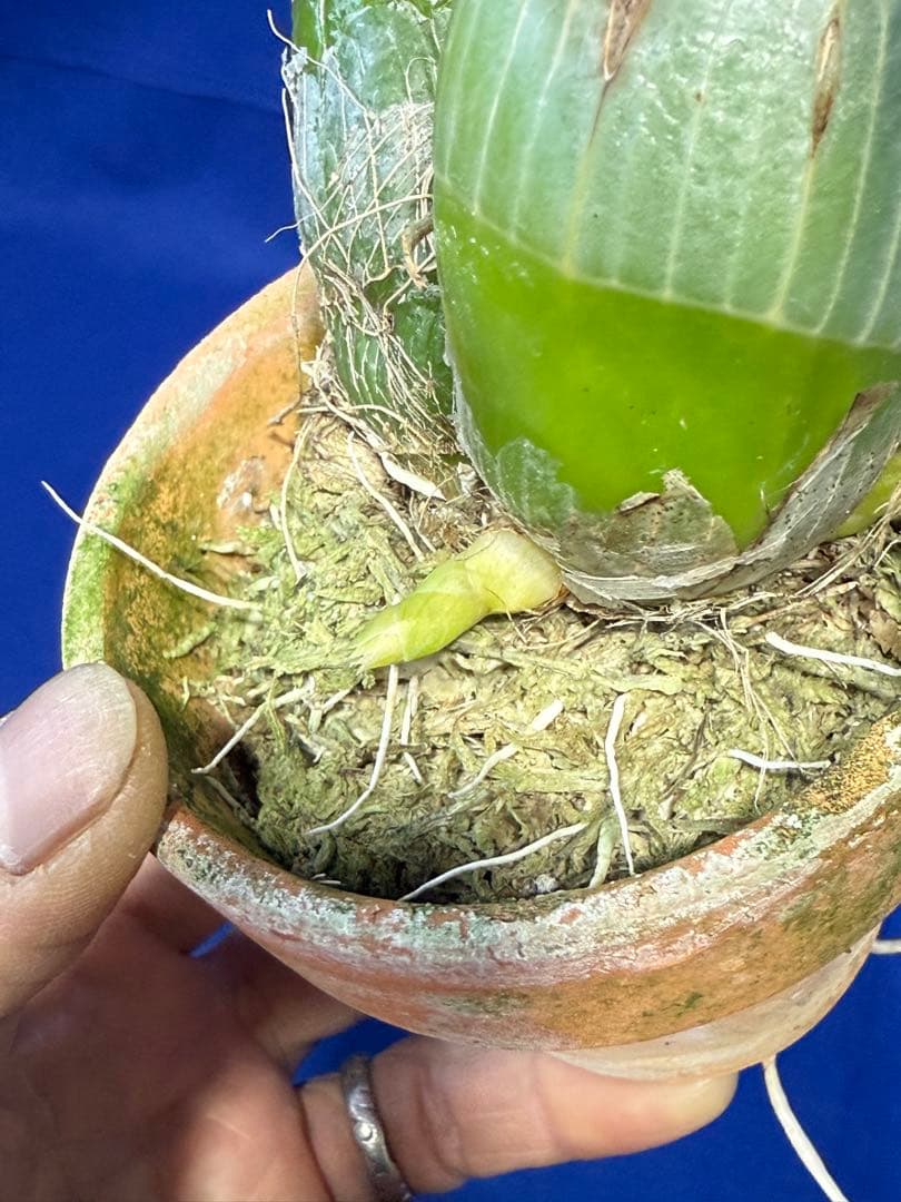 105 タケノコラン　Clowesia 'Queen knight'(OG)