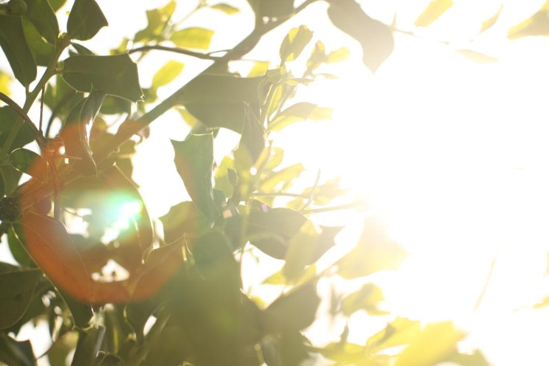 ゴースト作例 50mm f1.4 SMC TAKUMAR 単焦点 6550044