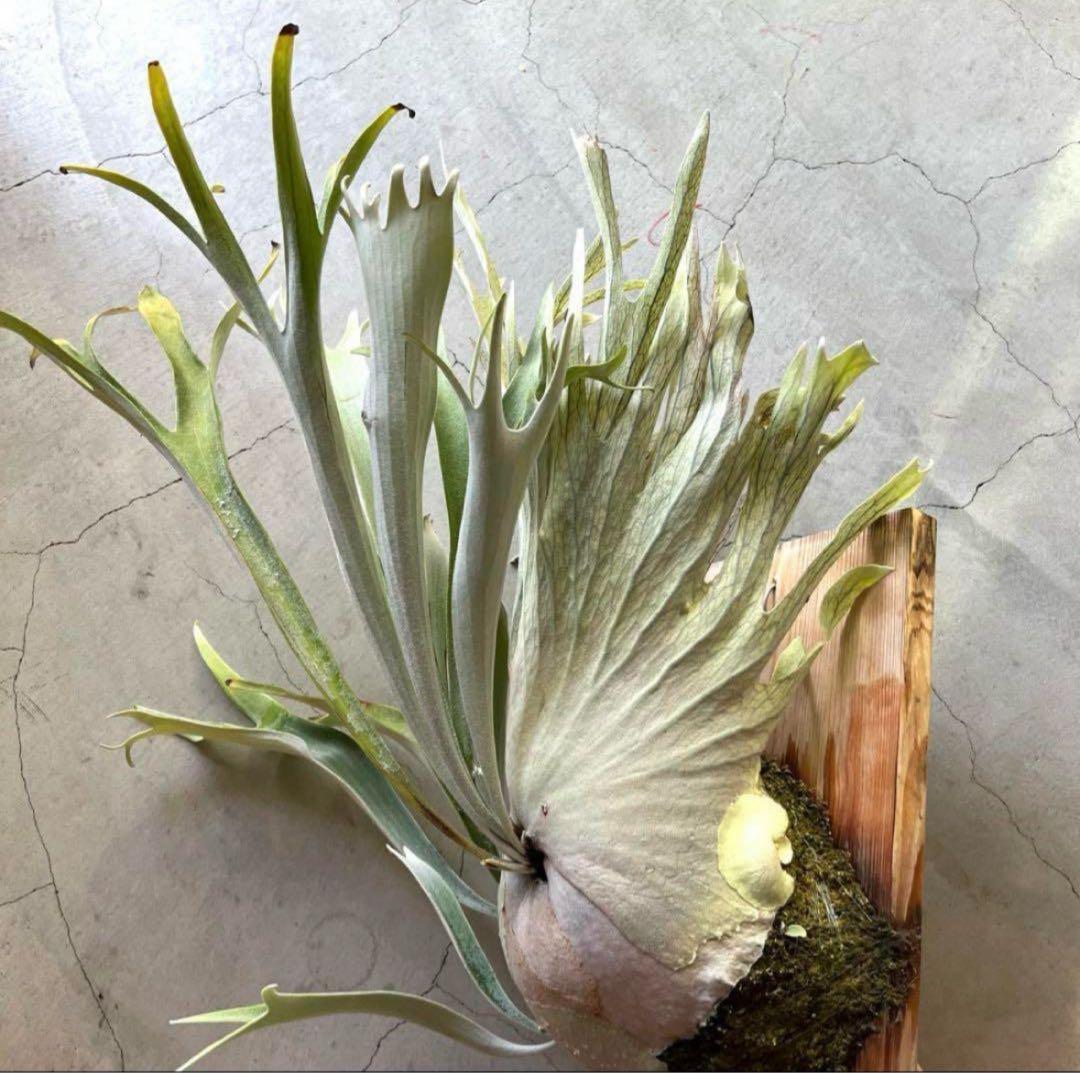 ビカクシダベイチー　アーバンリバー　子株　oc veitchii