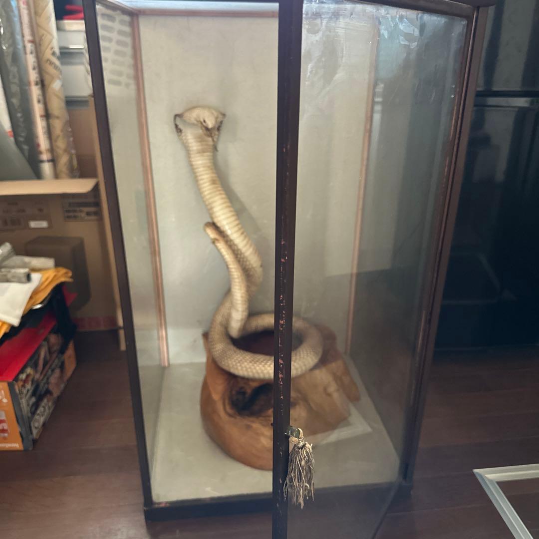 コブラの剥製 木製台座付き