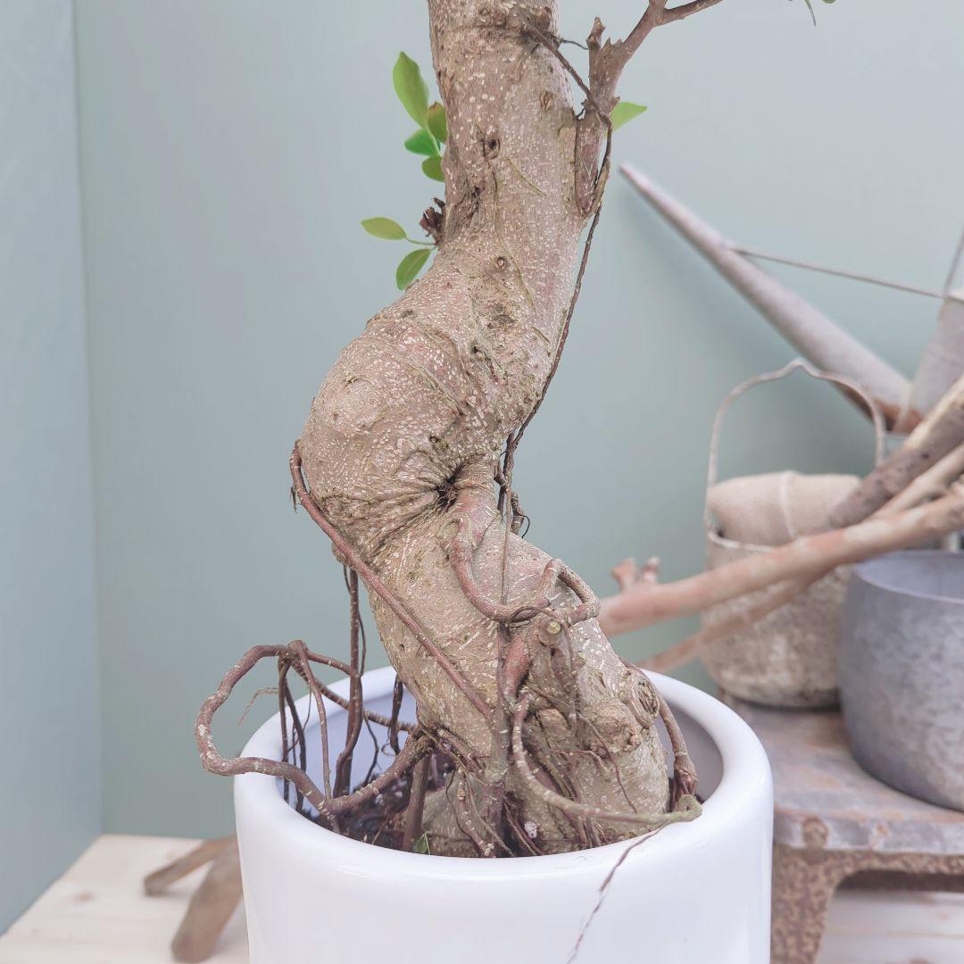 太幹(現品)根上り 曲がりガジュマル 昇り龍 登り 曲線７号