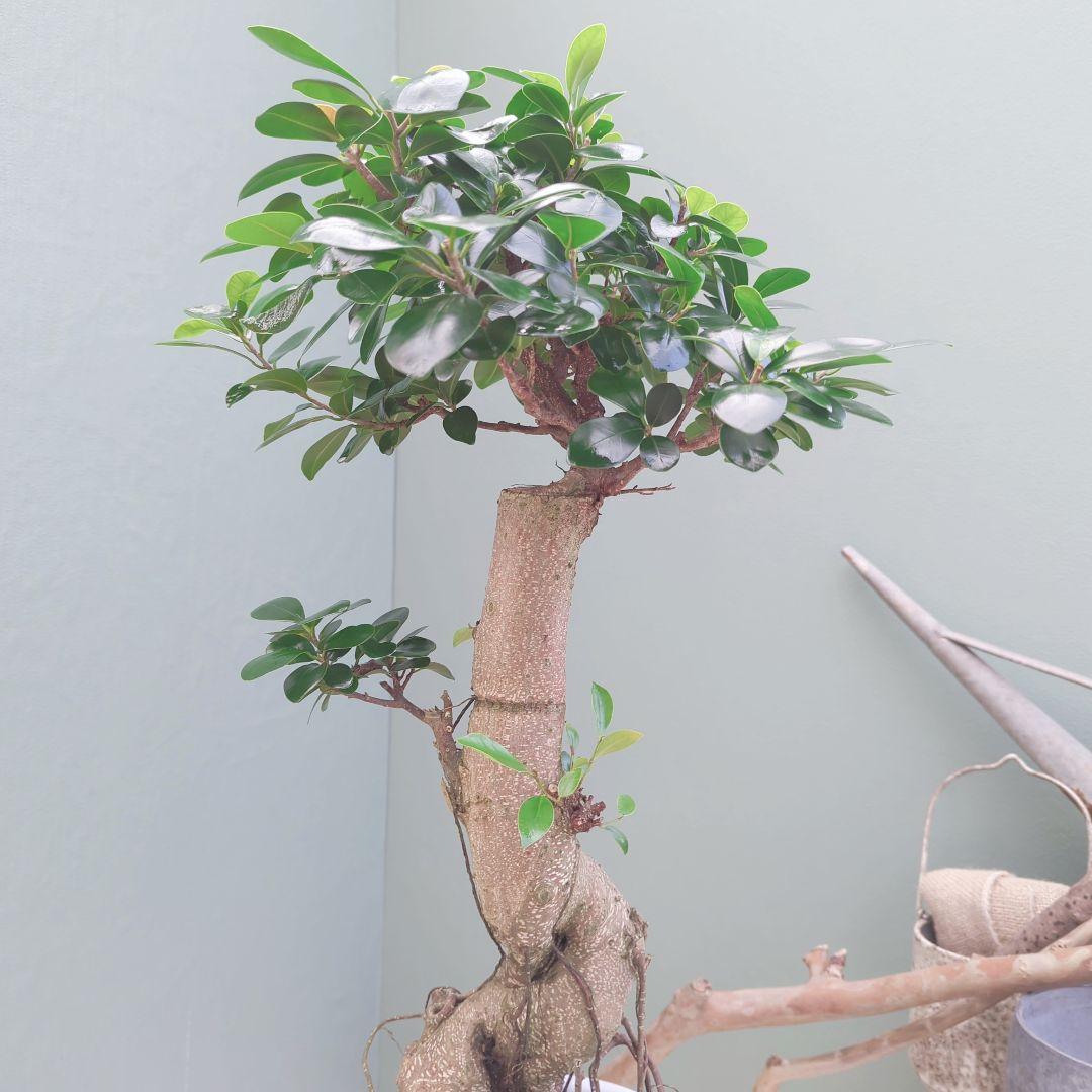 太幹(現品)根上り 曲がりガジュマル 昇り龍 登り 曲線７号