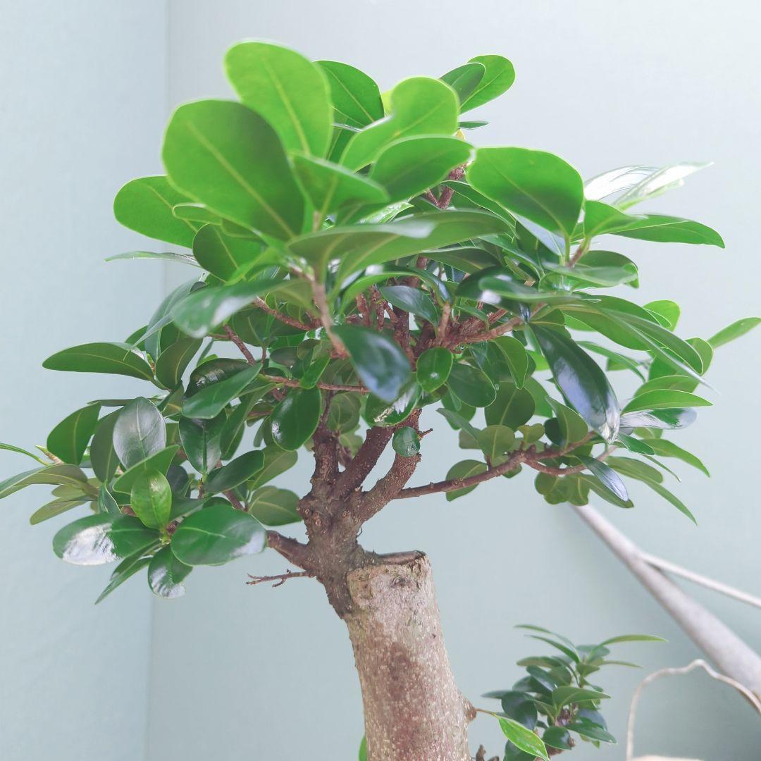 太幹(現品)根上り 曲がりガジュマル 昇り龍 登り 曲線７号