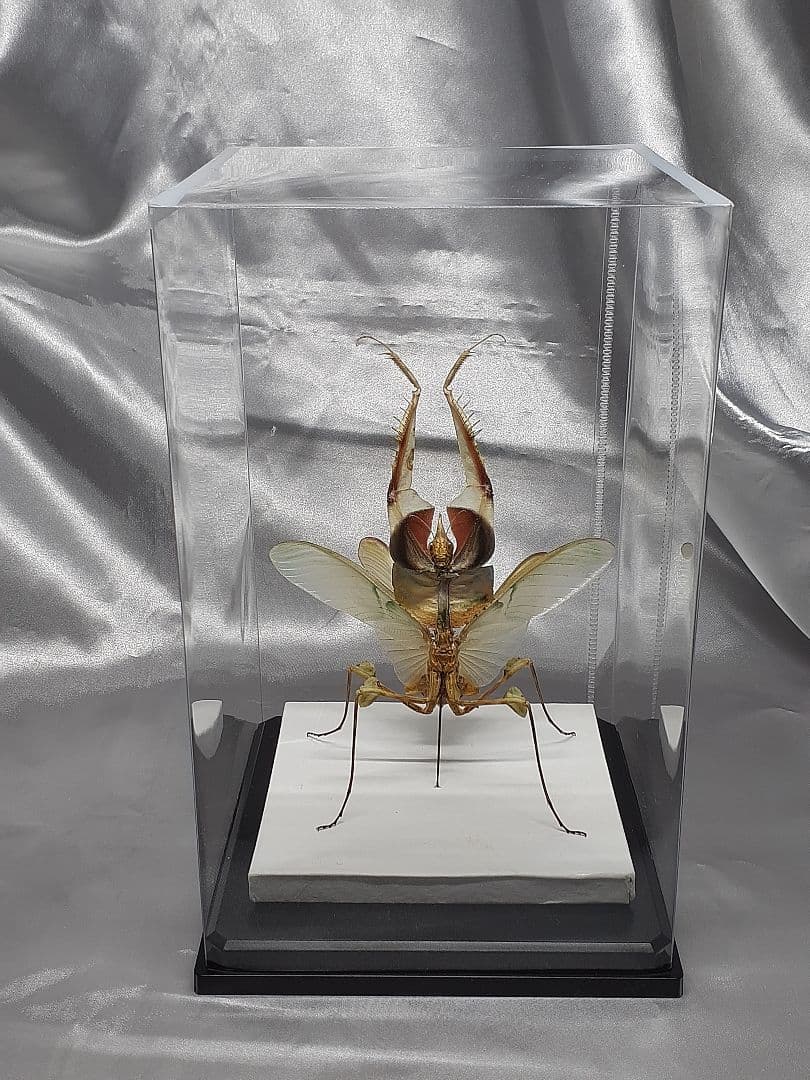 ニセハナマオウカマキリ雌　立体標本