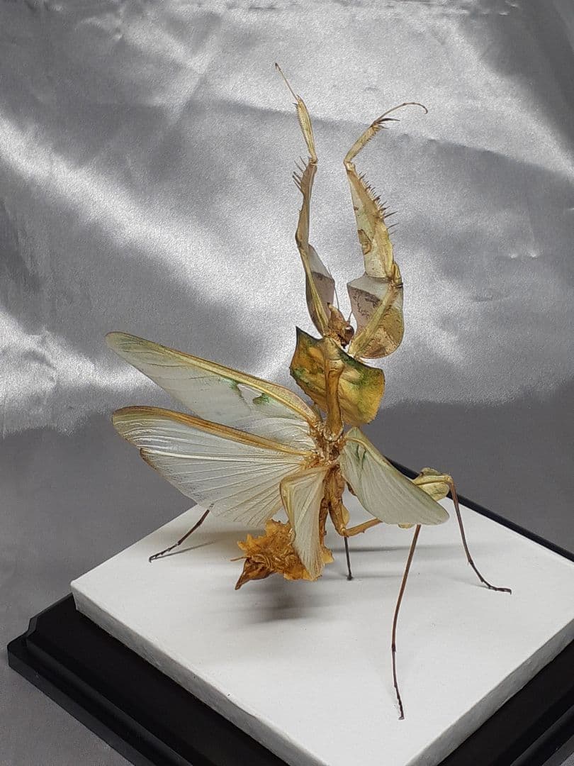 ニセハナマオウカマキリ雌　立体標本