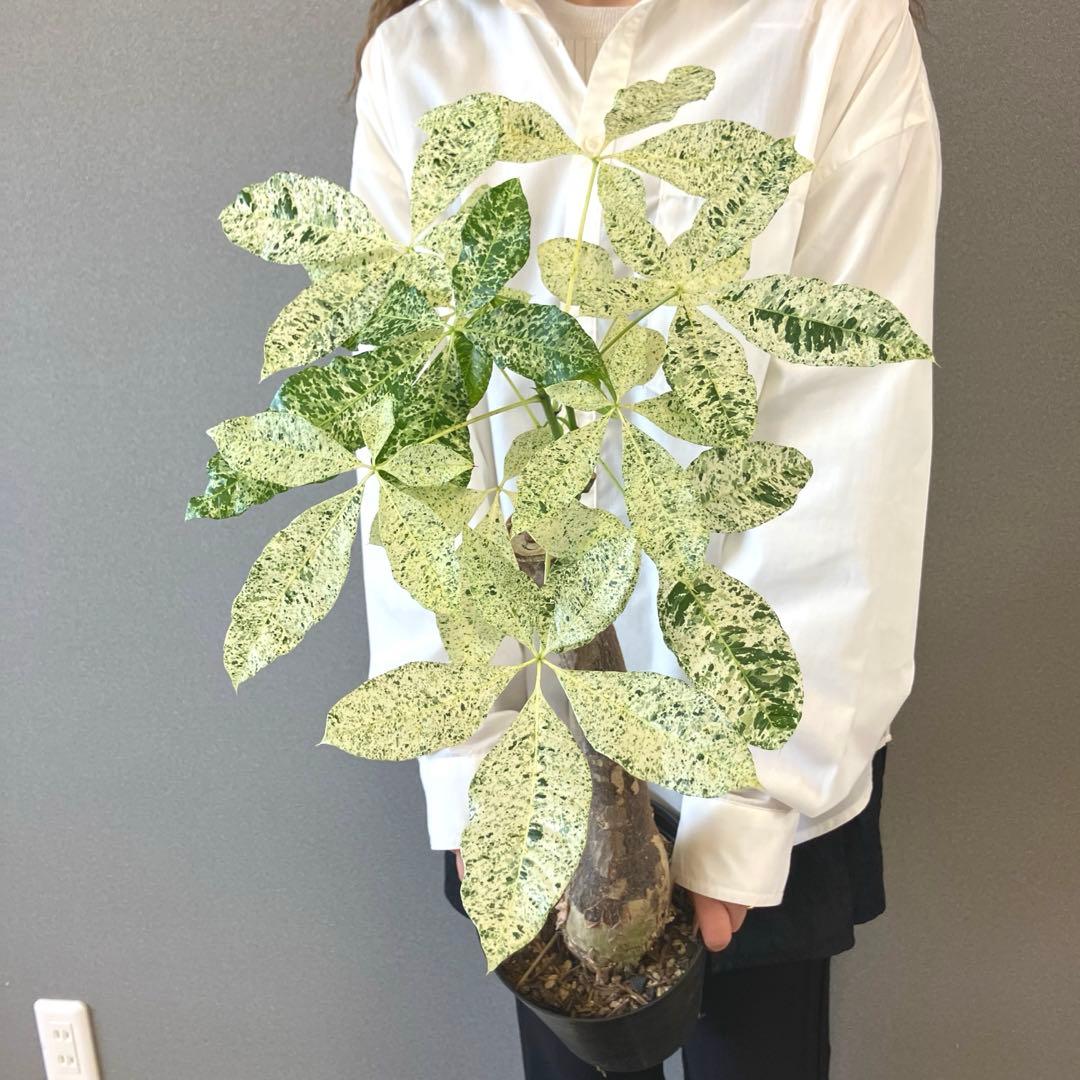 超希少❗️接木❗️白勝❗️パキラ　ミルキーウェイ✨