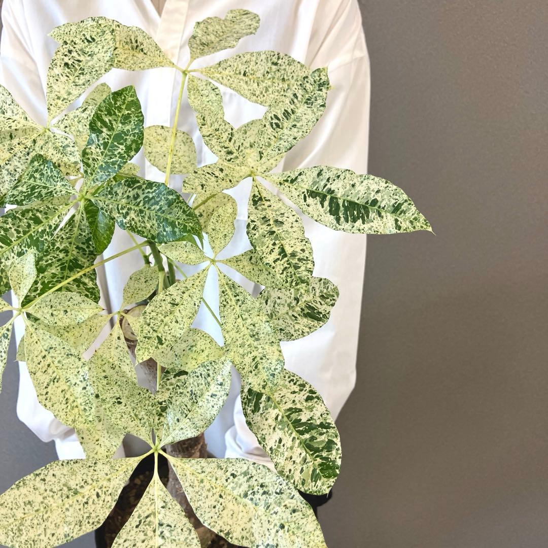 超希少❗️接木❗️白勝❗️パキラ　ミルキーウェイ✨