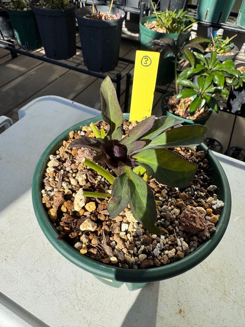 もり子さん専用　クリスマスローズ苗 2個セット