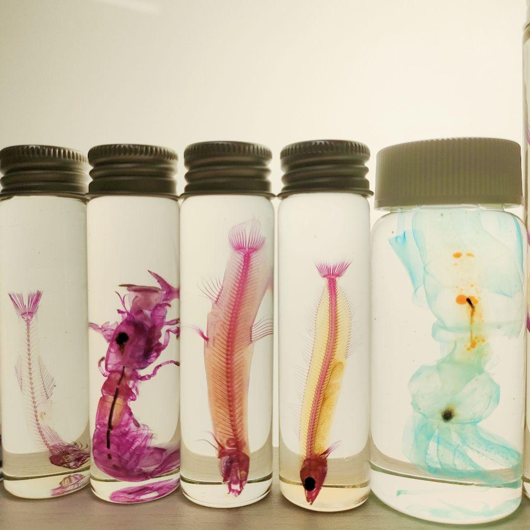 大特価☆数量限定☆透明骨格標本 11本セット レア 深海生物含む