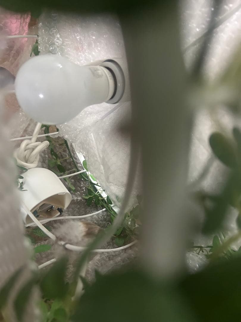 植物と鳥のデザイン ペンダントライト