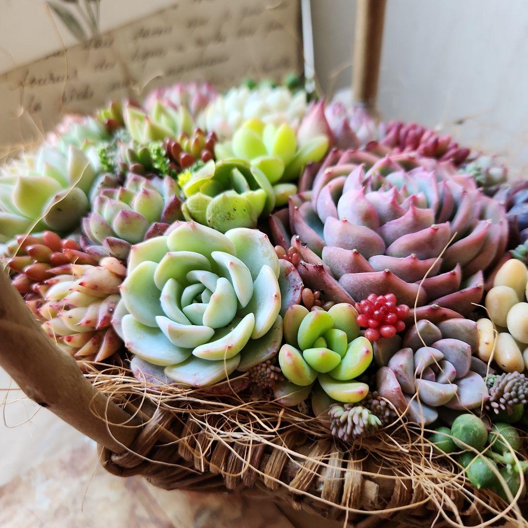 多肉植物寄せ植え　そのまま飾れる　バスケット♡