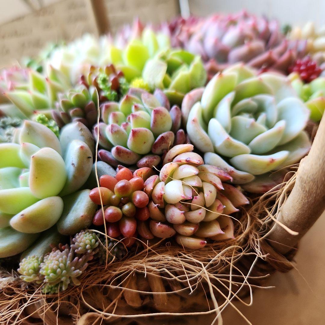 多肉植物寄せ植え　そのまま飾れる　バスケット♡