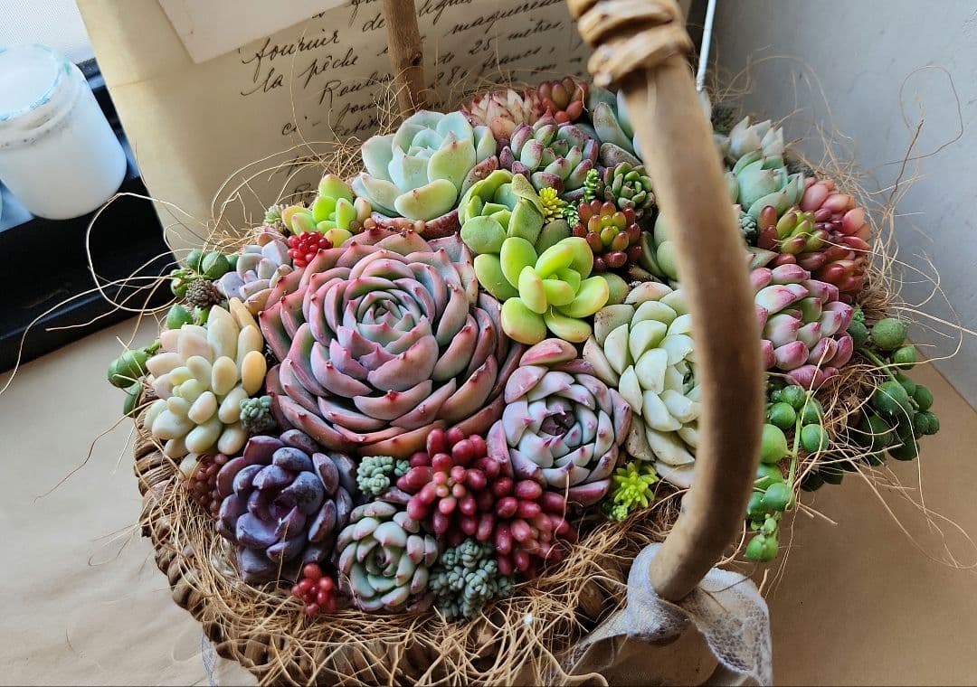 多肉植物寄せ植え　そのまま飾れる　バスケット♡