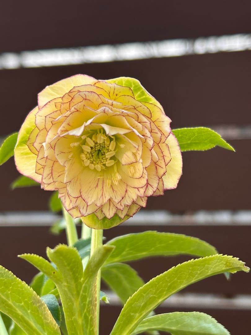 本日発送　アンティークアフロメビウス交配　イエローアフロディーテピコティ