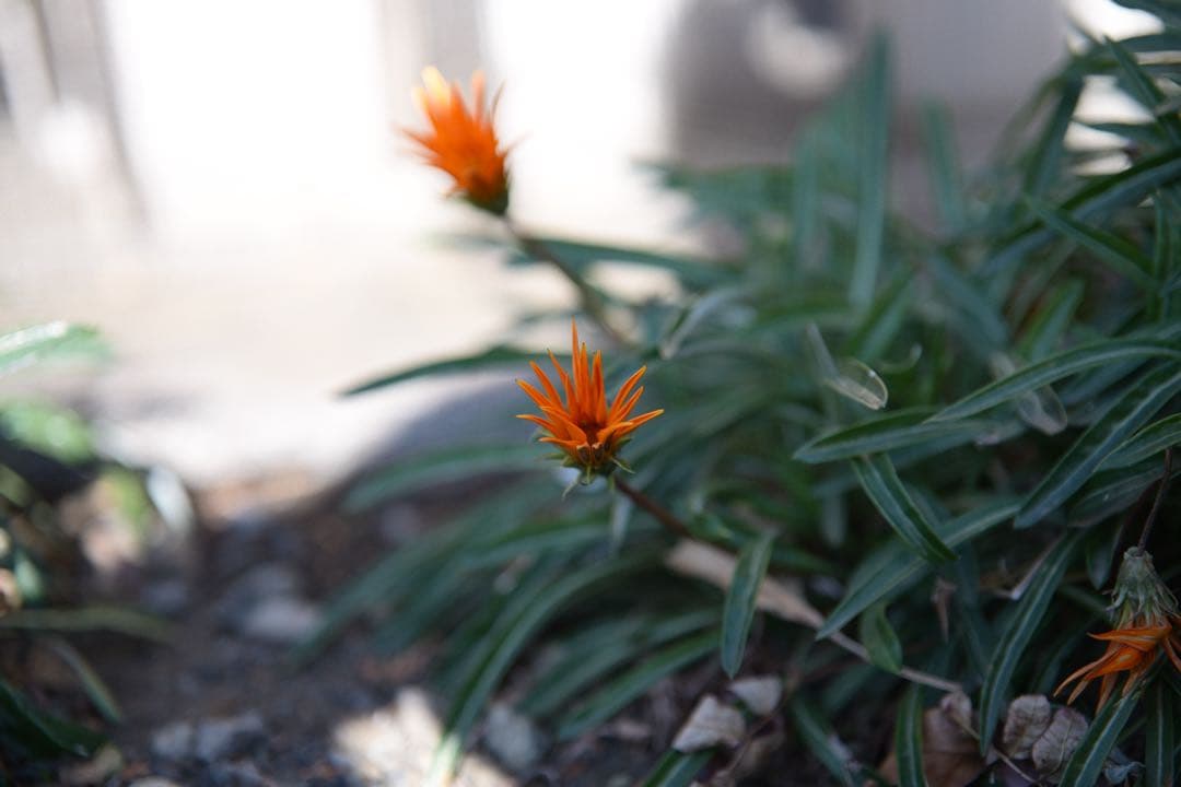 TTArtisan AF 75mm F2 （ニコンZマウント•箱無•保証書等無）