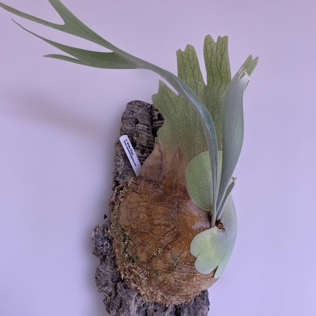 ビカクシダ　P.white wing ホワイトウィング