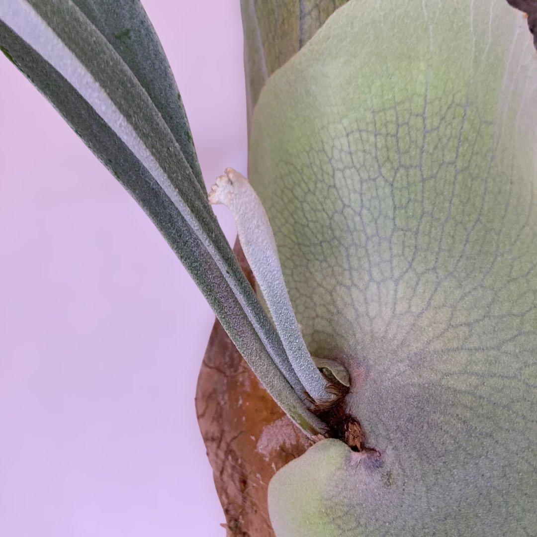 ビカクシダ　P.white wing ホワイトウィング