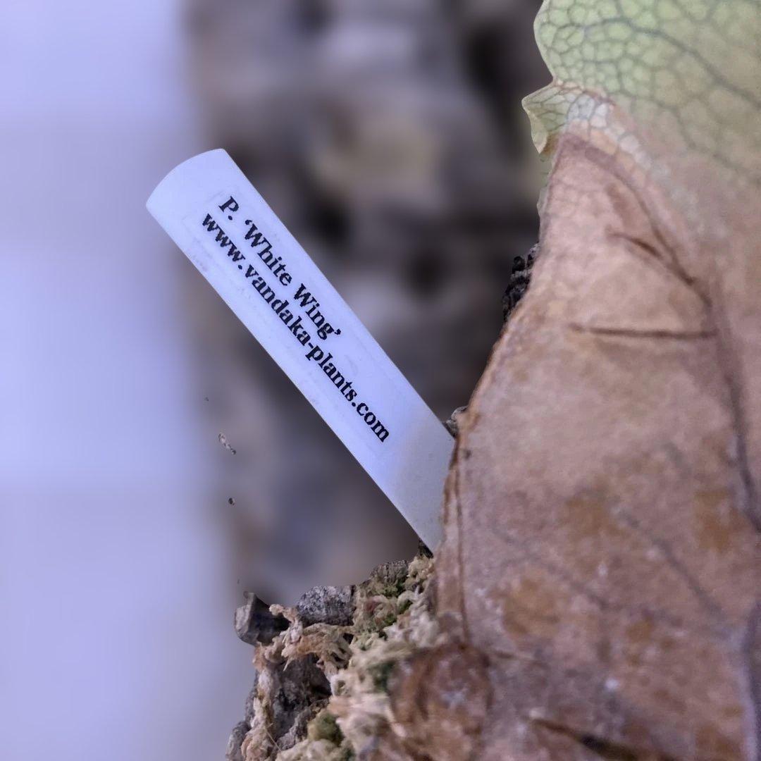 ビカクシダ　P.white wing ホワイトウィング