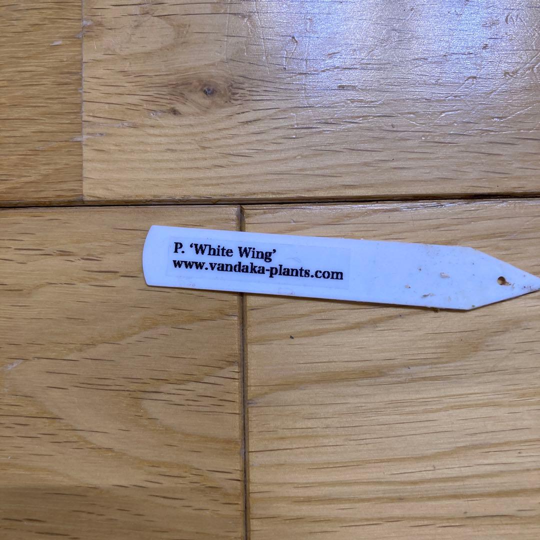 ビカクシダ　P.white wing ホワイトウィング