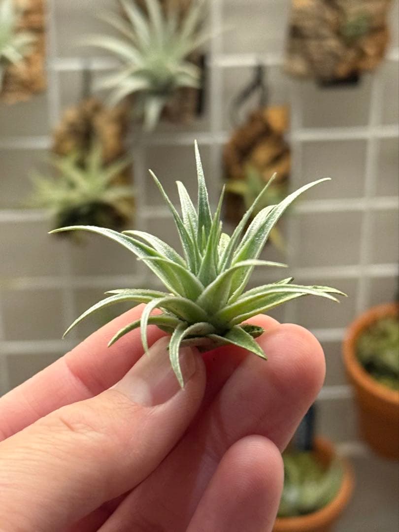 ブロメリア・エアープランツ Tillandsia roseiflora