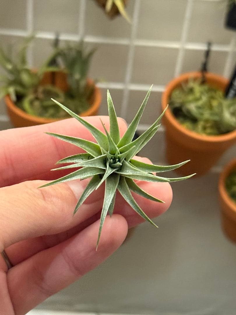 ブロメリア・エアープランツ Tillandsia roseiflora